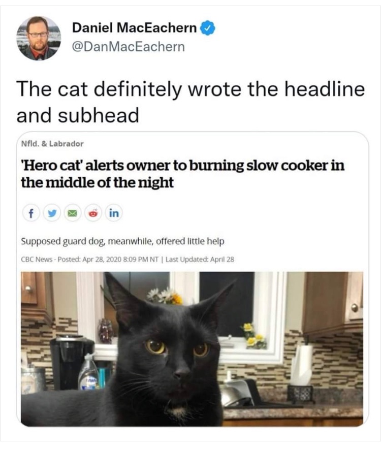 CatFoodBreath's tweet photo. Meow https://t.co/8rfD5oUmdf