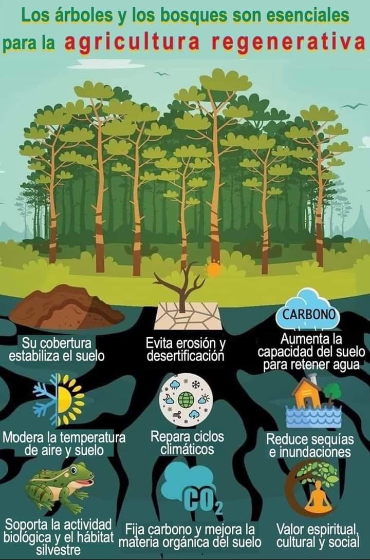 Los árboles 🌳 son más importantes de lo que creemos! Cuídalos 💚 y comparte con RT ✅