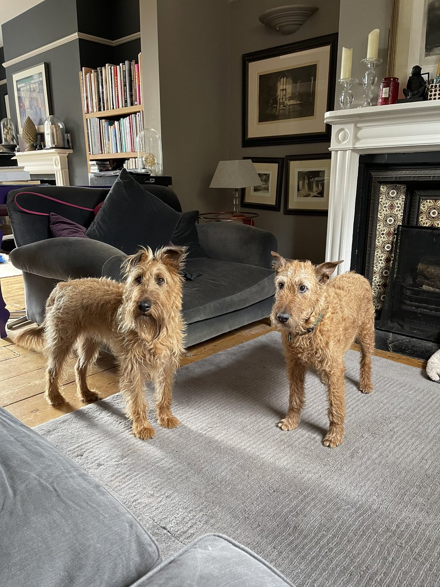 RubytheIrish's tweet photo. When you see a suitcase #irishterriers #irishterrier https://t.co/vuho7FhaE7