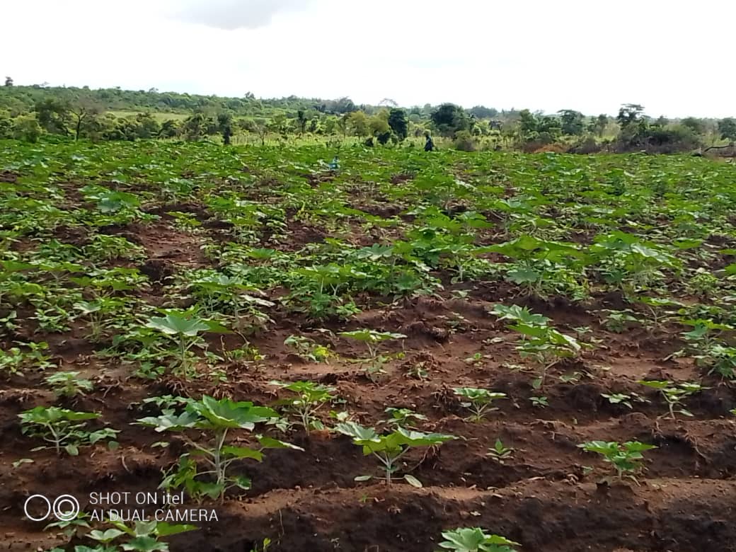 AcresCastor's tweet photo. Castor farming: We are about entering the late seasons cultivation of castor beans in the south east region of Nigeria while the south west region is beginning to cultivate now. Join ACAF today, be informed. https://t.co/HBW7IGwIDt