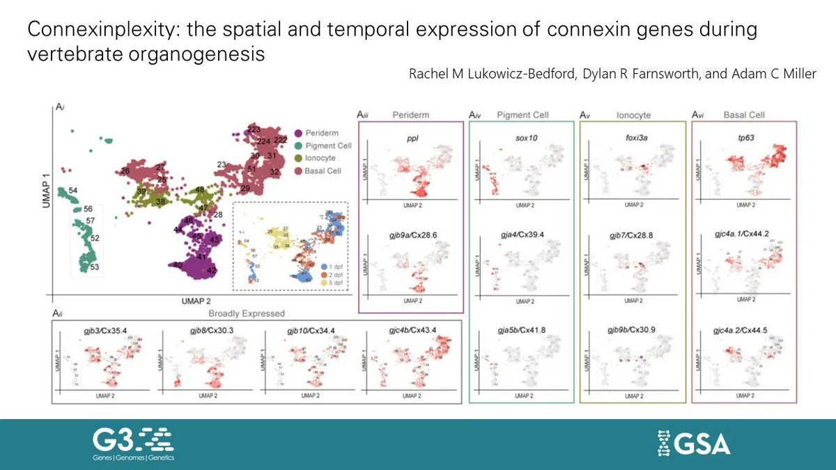 Genetics Society of America (@geneticsgsa) on Twitter photo Lukowicz-Bedford et al. determine the expression of all connexins in #zebrafish using single-cell RNA-sequencing across several stages of organogenesis; and provide a field guide relating zebrafish and human connexin genes. #G3Journal | <a href="/RachelLukowicz/">Rachel Lukowicz-Bedford, PhD</a> | bit.ly/3avLUVk Lukowicz-Bedford et al. determine the expression of all connexins in #zebrafish using single-cell RNA-sequencing across several stages of organogenesis; and provide a field guide relating zebrafish and human connexin genes. #G3Journal | <a href="/RachelLukowicz/">Rachel Lukowicz-Bedford, PhD</a> | bit.ly/3avLUVk