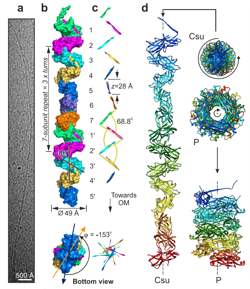 theJensenLab's tweet image. Check out our collaboration with Anton Zavialov&apos;s group and others on the zigzag spring-like structure of an archaic chaperone-usher pilus in @Nature: doi.org/10.1038/s41586…
Congrats to @NPakharuk, Henri Malmi and all authors!