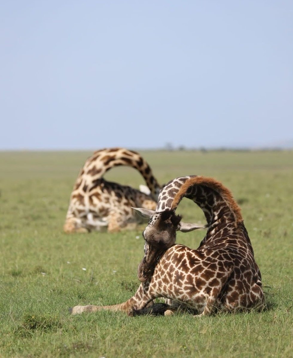 Yoga in the wild 
Photo credit @Jonothankaelo