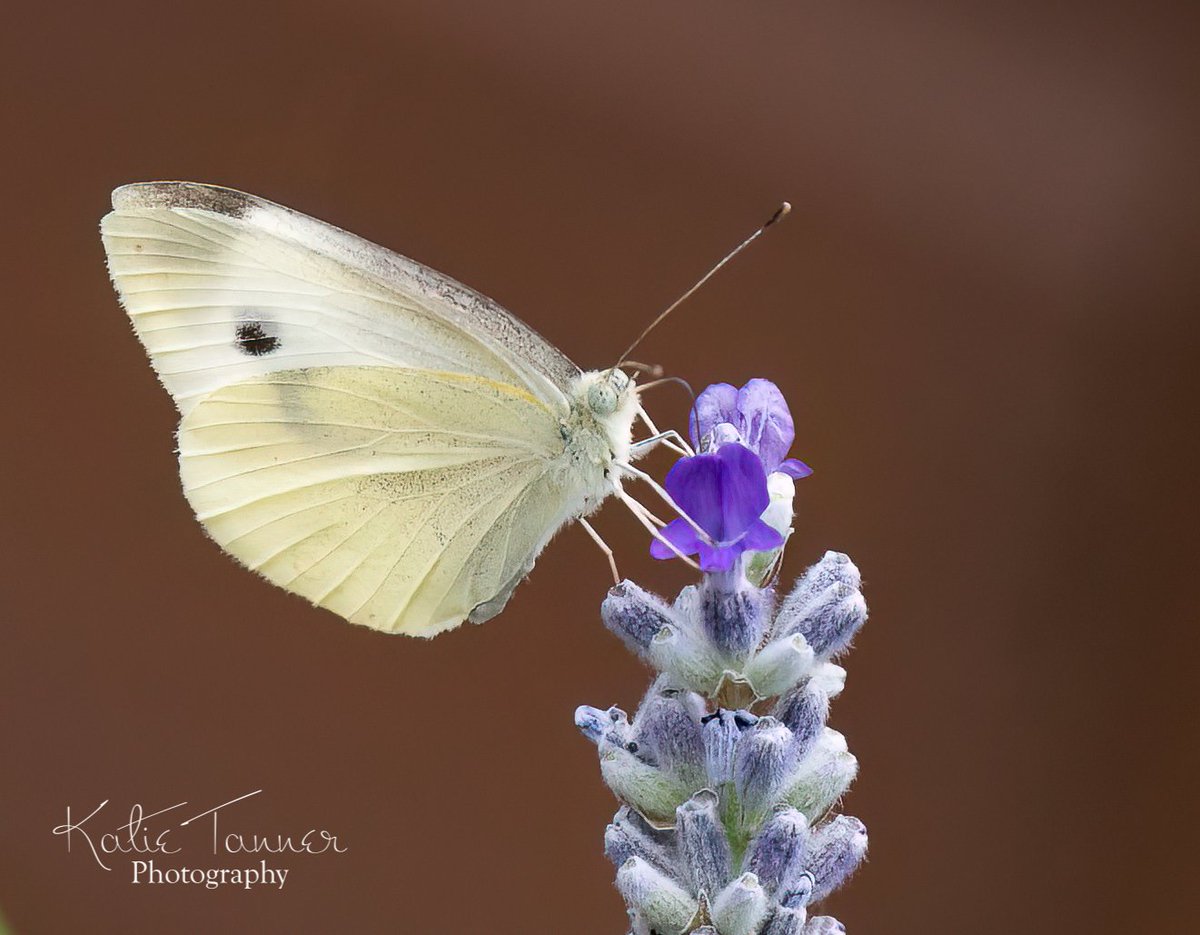 KTtannerphotos's tweet photo. #butterfly #cabbagewhite #cabbagewhitebutterfly #largewhitebutterfly #wildlifephotography #lavender #flower #purple #insectphotography #butterflyphotography #butterflytrust #garden #summer #surreylifemagazine #wildlifetrust #butterflies https://t.co/YHyJvugtK3
