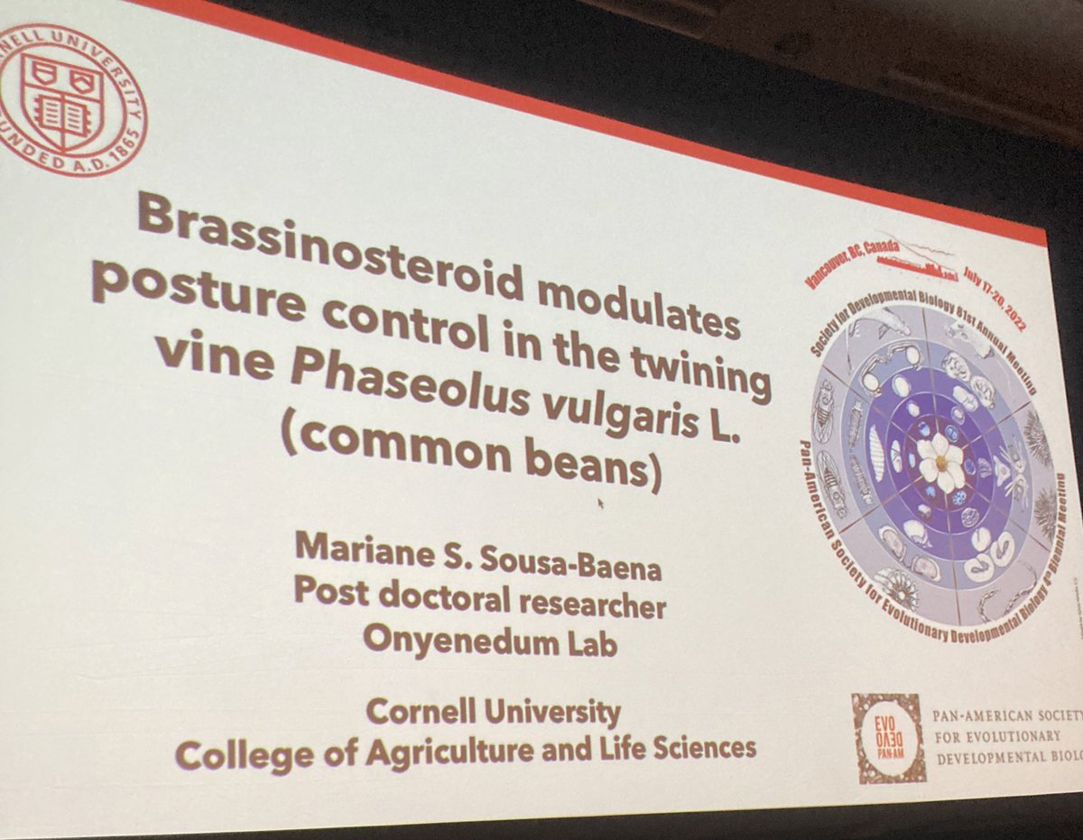 EvoDevoPanAm's tweet photo. Our final speaker, @MariSousaBaena Mariane Sousa-Baena is speaking on posture modulation in twining vines #EvoDevo2022 #2022SDB #PASEDBPostDoc https://t.co/elmN6H5N4N