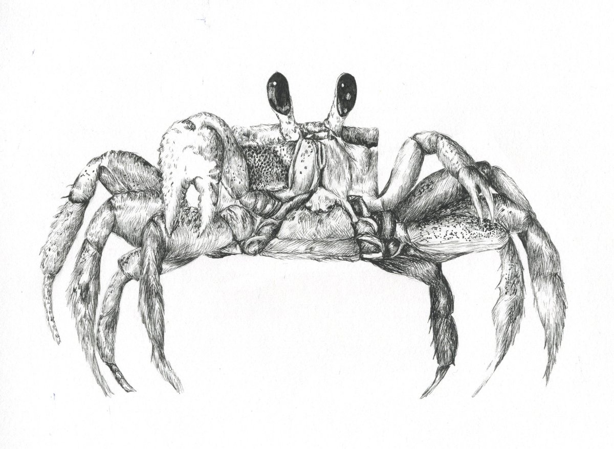 🦀Drawn in fine liner

#artistontwitter #animaldrawing #drawing #crab