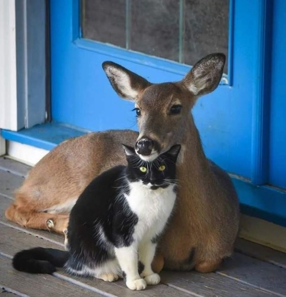 Welcome to our humble home. We offer love, caring &amp; kindness💖💖💖🦌🦌🐈🐈💖💖💖💖💖