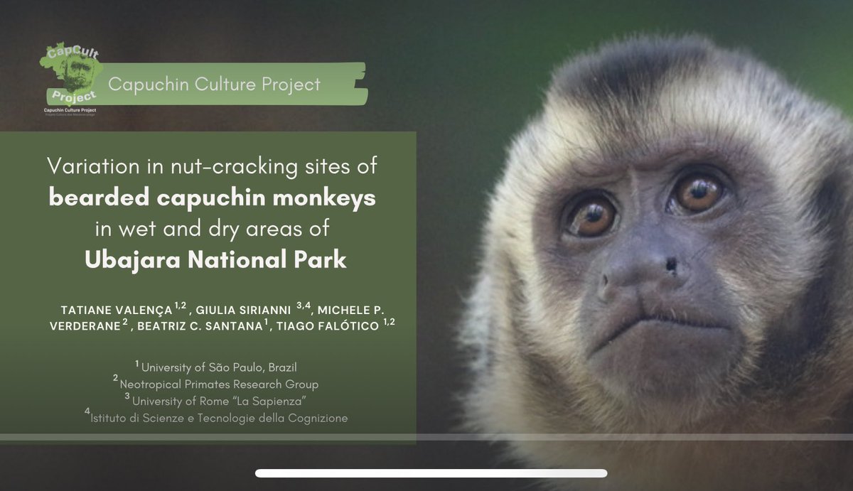 tfalotico's tweet photo. In about 3h (14:45 local time) come watch @tatiane_valenca talk at the #ABS2022 about stone tool use by capuchin monkeys in our new research site in Brazil! #CostaRica #CapCult #Primatology #ubajara @neoprego https://t.co/geMy55DnjW