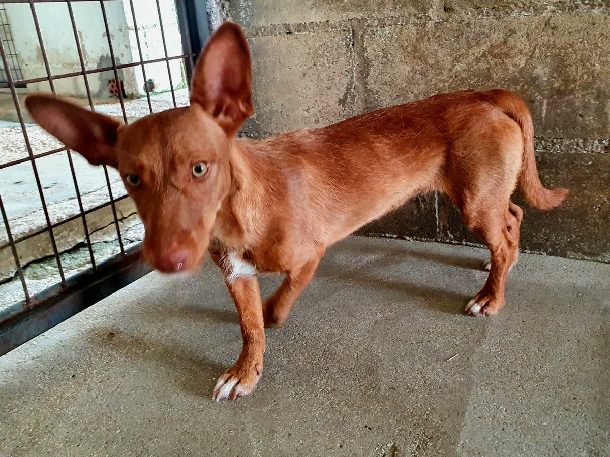 proteSegovia's tweet photo. Hoy os presentamos a ADELITA.
Busca un hogar que sea de verdad, que no la vea como un objeto en busca de beneficio y la de el amor que se merece.
#Adopta #Difunde #Cambiavidas #podenco #maneto #noalacaza https://t.co/lkmkAvIPig
