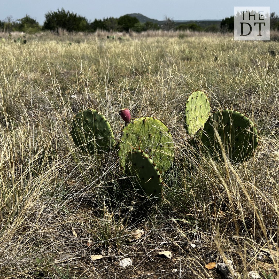 DT Multimedia tweet media