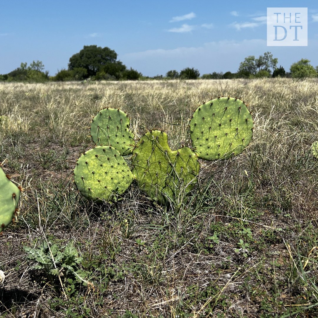 DT Multimedia tweet media