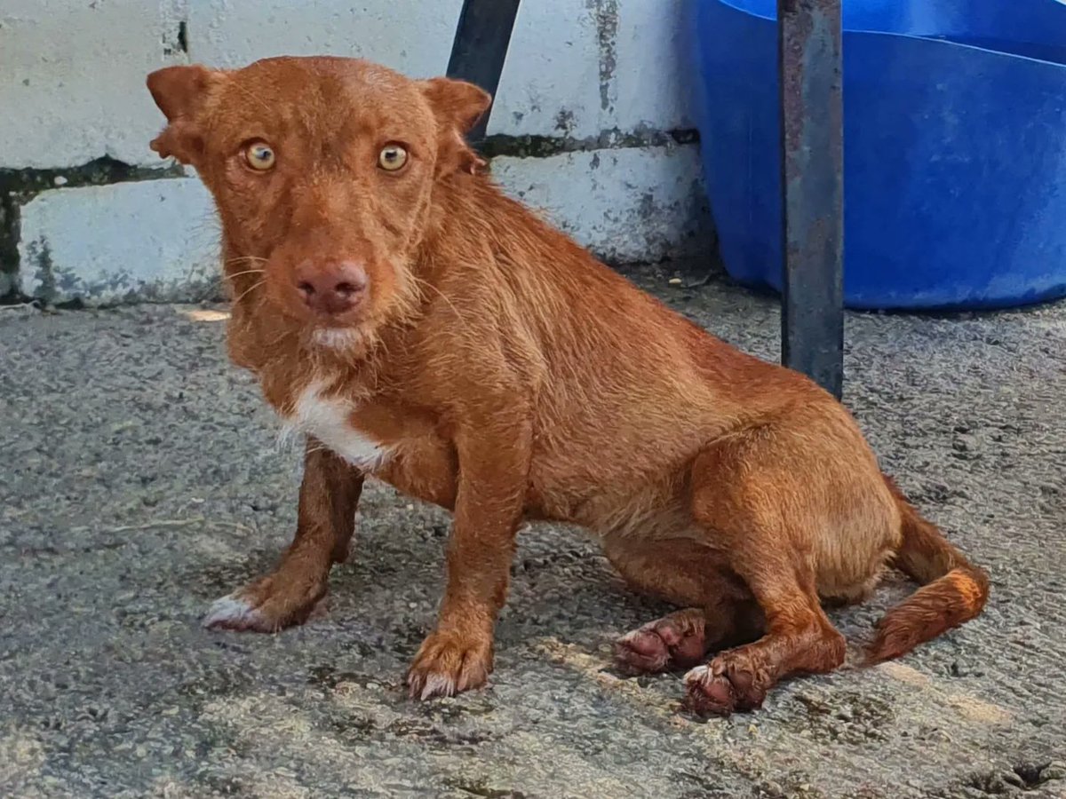 proteSegovia's tweet photo. Hoy os presentamos a ADELITA.
Busca un hogar que sea de verdad, que no la vea como un objeto en busca de beneficio y la de el amor que se merece.
#Adopta #Difunde #Cambiavidas #podenco #maneto #noalacaza https://t.co/lkmkAvIPig
