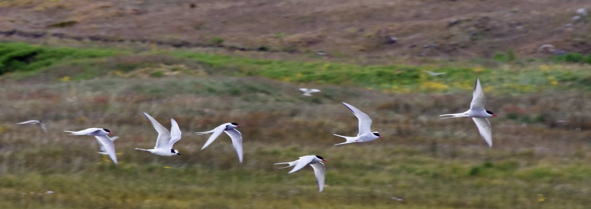 More shots in Iceland