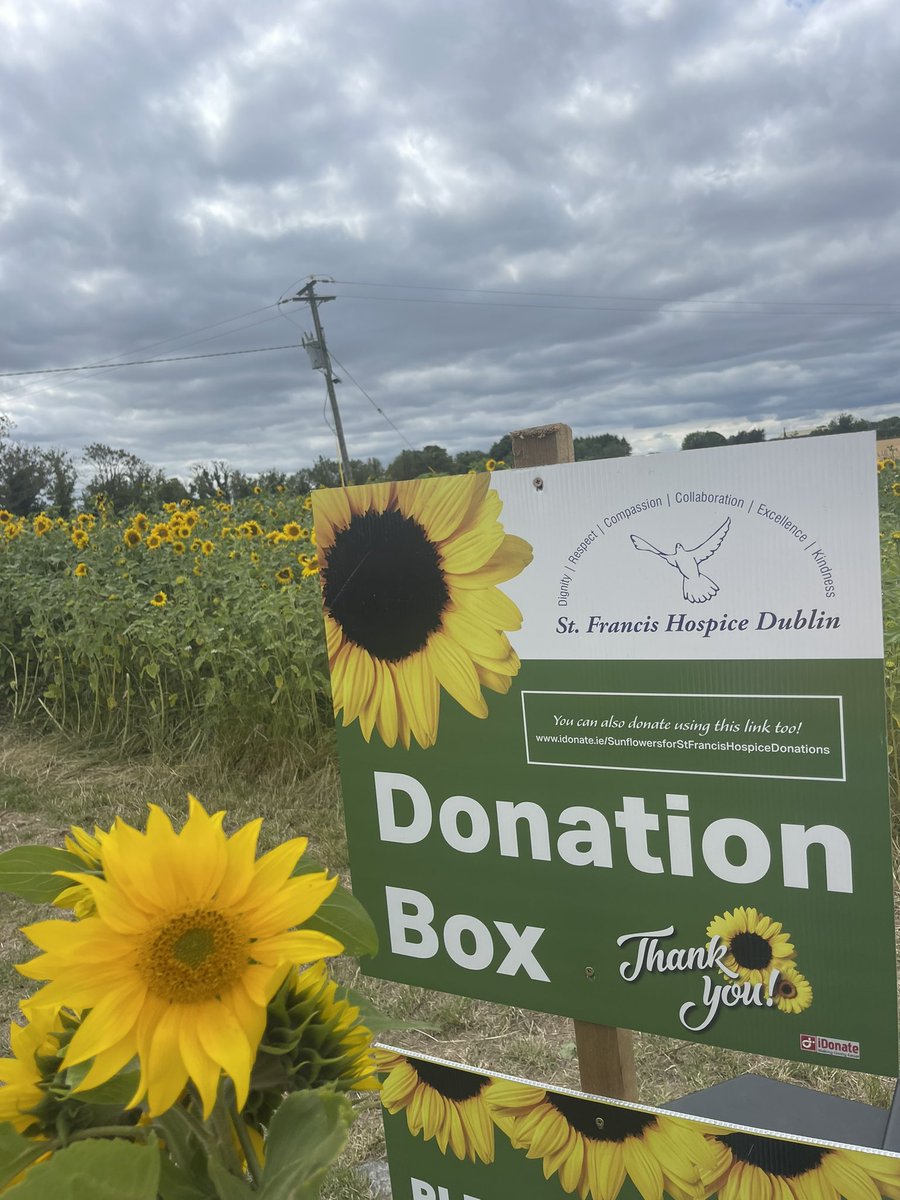 Gorgeous day picking sunflowers in aid of St. Francis Hospice. The Hoey &amp; Bergin families have opened this field 24/7 for the next few weeks to help raise valuable funds for SFH - you can donate on site or online 🌻🤍