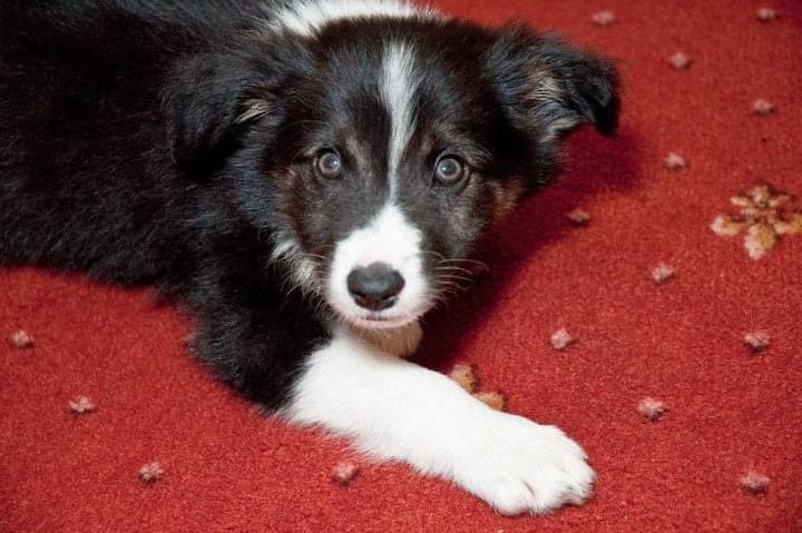 Biscuit’s Mum 💔💔💔🌈 Jess’ Mum ❤️❤️❤️🤪 tweet media