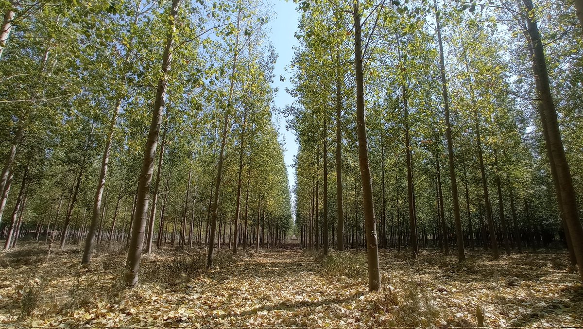 forestalesponfe's tweet photo. Esta #OlaDeCalor no le sienta nada bien a los #chopos ni a los a los #TreeTalkers... Baterías descargas d sopetón!
Así q a volver a la ofi, cargar las extra rápidamente y vuelta a campo a la carrera (con 👢de goma, taaan fresquitas).
Lo bueno es q ya funcionan d nuevo!! 👩⚕️🌳 https://t.co/KhcZO3oYDu