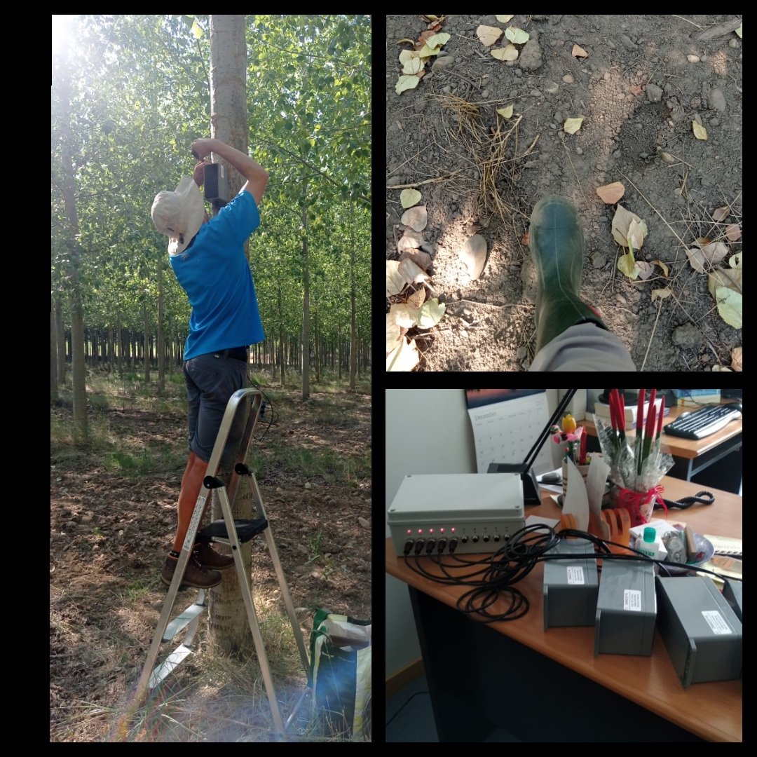 forestalesponfe's tweet photo. Esta #OlaDeCalor no le sienta nada bien a los #chopos ni a los a los #TreeTalkers... Baterías descargas d sopetón!
Así q a volver a la ofi, cargar las extra rápidamente y vuelta a campo a la carrera (con 👢de goma, taaan fresquitas).
Lo bueno es q ya funcionan d nuevo!! 👩⚕️🌳 https://t.co/KhcZO3oYDu