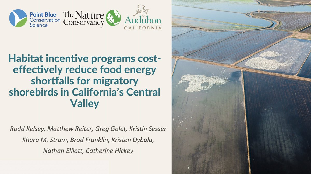 kelseyrodd's tweet photo. #NACCB2022 is coming to an end, but you can still come at 4 pm to learn about our #BirdReturns program&amp; the science behind it that incentivizes farmers &amp; wetland managers to create seasonal #migration and drought relief habitat for migratory shorebirds and others. @KristenDybala https://t.co/GVA89QtNtY