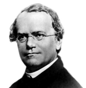 _Mendelius's tweet photo. Feliz 200 cumpleaños! 

#mendel200
#mendelius https://t.co/WcLeF1XBze