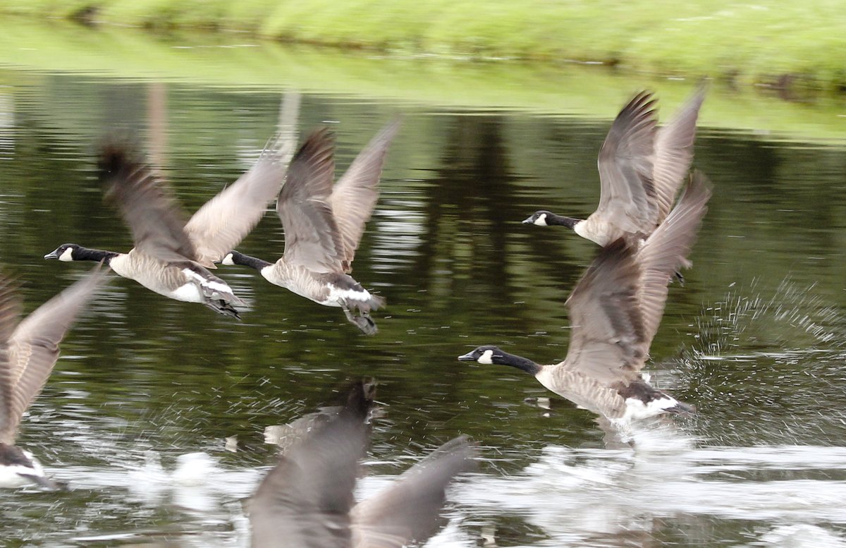 Lightkeepers_'s tweet photo. We love to capture Canada #Geese in flight, over the water or in the skies!  Their signature honking always makes us smile right before takeoff!  
#birds #birdwatching #FlightPattern #nature #photography #naturephotography https://t.co/qwjGOWcUZN