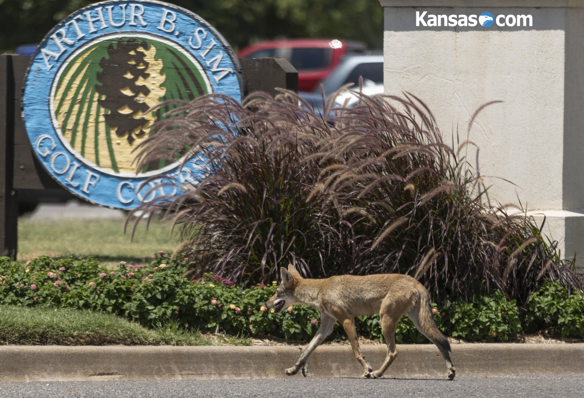 Coyote waltzing right through #Wichita's Riverside neighborhood near Sim Park Golf Course and <a href="/BotanicaWichita/">Botanica</a> over the noon hour. Dove into a pile of shrubs soon after I shot this photo. #WildlifeWednesday
