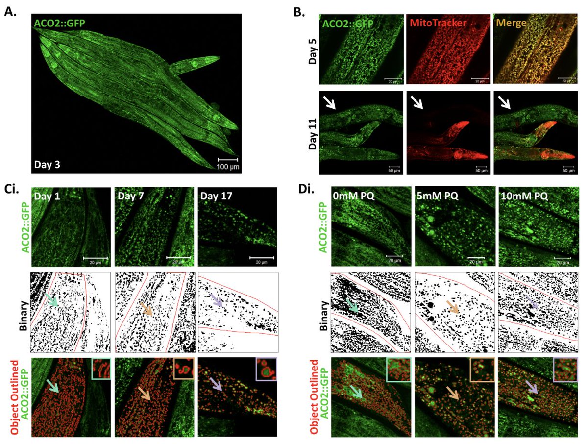 Angeli Lab (@sangeli_phd) on Twitter photo Congrats <a href="/DavidBegelman/">David Begelman</a> <a href="/Anna_Foulger0/">Anna Foulger</a> <a href="/JKAndersenBuck/">Julie K Andersen</a> and non-twitter authors! micropublication.org/journals/biolo⦠Congrats <a href="/DavidBegelman/">David Begelman</a> <a href="/Anna_Foulger0/">Anna Foulger</a> <a href="/JKAndersenBuck/">Julie K Andersen</a> and non-twitter authors! micropublication.org/journals/bioloā¦