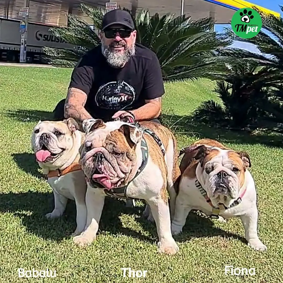 tmtransportepet's tweet photo. Transporte terrestre interestadual de pets ⁣
Não fazemos FRETE, Transportamos VIDAS. ⁣
⁣ @tmtransportepet do Rio de Janeiro/RJ à Passo Fundo/RS. 
⁣
📲Whats (51) 99310-2259 ⁣
📧contato@tmtransportepet.com.br ⁣
🌐https://t.co/a27nNsnT3p⁣
#tmtransportepet https://t.co/NiX1e6jblj