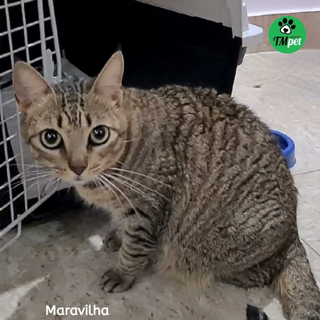 tmtransportepet's tweet photo. Transporte terrestre interestadual de pets ⁣
Não fazemos FRETE, Transportamos VIDAS. ⁣
⁣ @tmtransportepet do Rio de Janeiro/RJ à Passo Fundo/RS. 
⁣
📲Whats (51) 99310-2259 ⁣
📧contato@tmtransportepet.com.br ⁣
🌐https://t.co/a27nNsnT3p⁣
#tmtransportepet https://t.co/NiX1e6jblj
