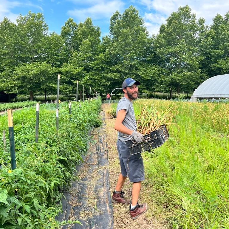 Our team had the pleasure of harvesting garlic with our friends at Schuler Farms! We absolutely love getting out in the field (and drying shed and golf cart) to help this small, organic farm harvest such an important crop. Learn more about Schuler Farms at schulerfarms.com