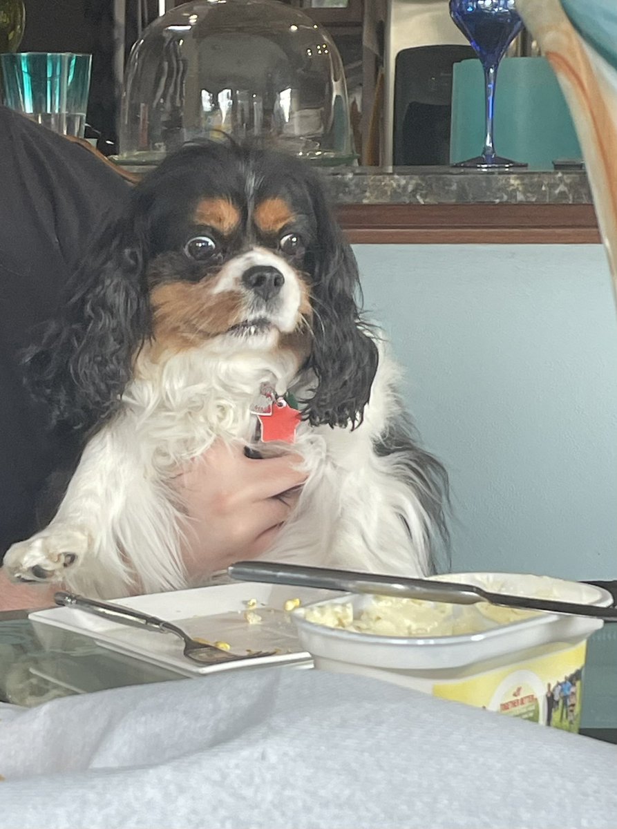 Gigikok1's tweet photo. I want someone to look at me the way murphy looks at butter @dog_rates https://t.co/dd9P2eXuyU