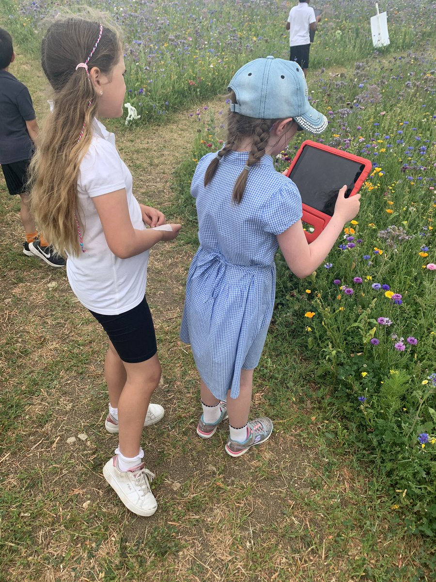 ysgolyddraig's tweet photo. #YYDrheidol Exploring the wild flowers with our friends. We tried to capture photographs of the bees landing on all the beautiful flowers. #YYDdiscovery https://t.co/iAB5qdVo88