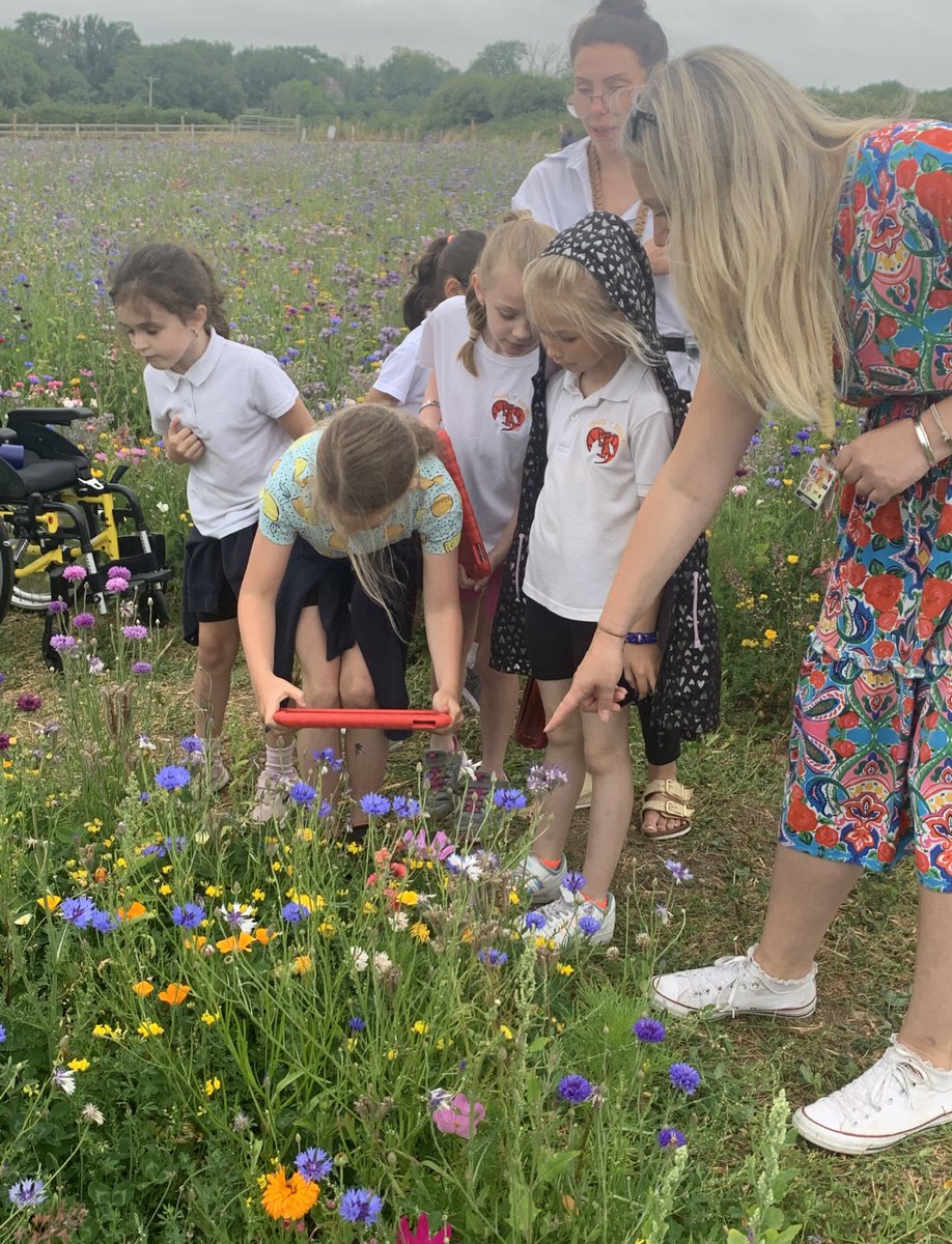 ysgolyddraig's tweet photo. #YYDrheidol Exploring the wild flowers with our friends. We tried to capture photographs of the bees landing on all the beautiful flowers. #YYDdiscovery https://t.co/iAB5qdVo88