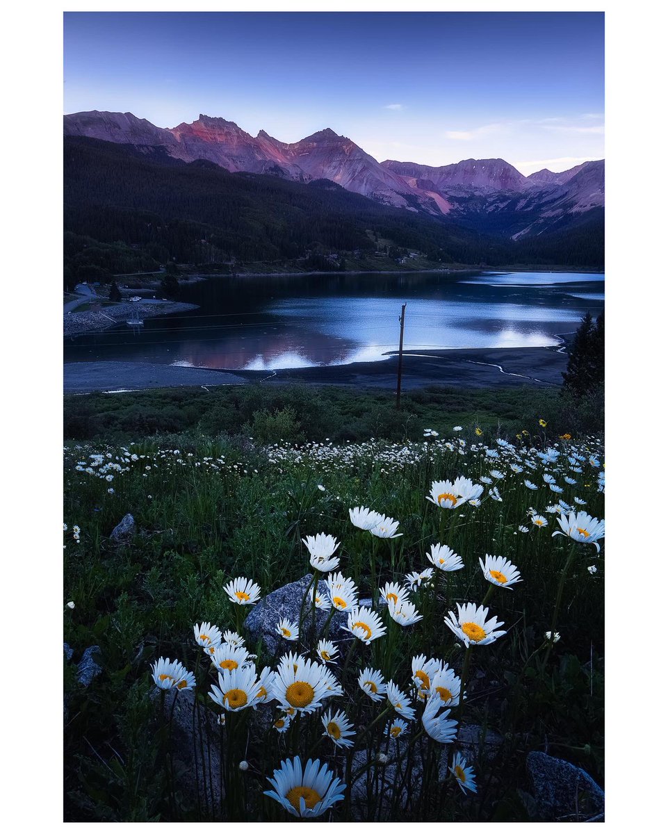 Wildflowers in full bloom out in SW Colorado