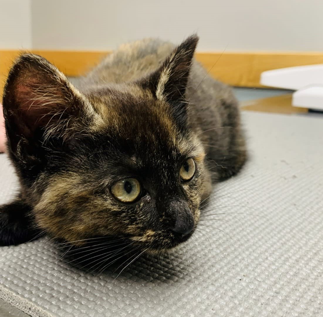 Happy #WellnessWedesnday!

Cats scratch and claw for several reasons: scratching serves to shorten and condition the claws, scratching allows an effective, whole body stretch, and cats scratch to mark their territory. There are many approaches to resolving scratching issues.