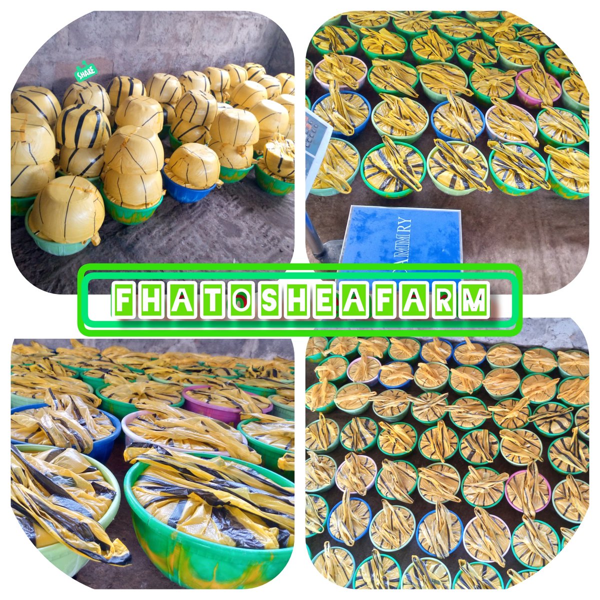 Fhato_Shea's tweet photo. @NOIweala @TechnologyAnsar The Love for Clean and well sorted sheanuts for processing of premium Unrefined Handcrafted Sheabutter in fhatosheafarm factory. #Sheabutter #shea #Sheacream #Sheaoil  #nigeria #Fhatosheafarm https://t.co/NexJE3ibGW https://t.co/LyGVu58vhU