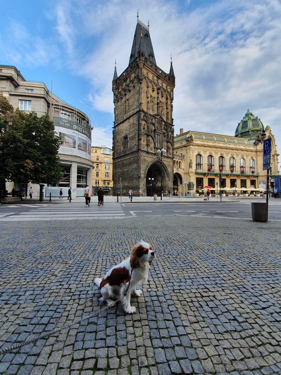 RJonTourUK's tweet image. Travelling with a dog can be fantastic fun, however there are some inconveniences on the way depending on your journey.
rjontour.com/travelling-wit… #DogsofTwittter #dogsarefamily #creativebizhour