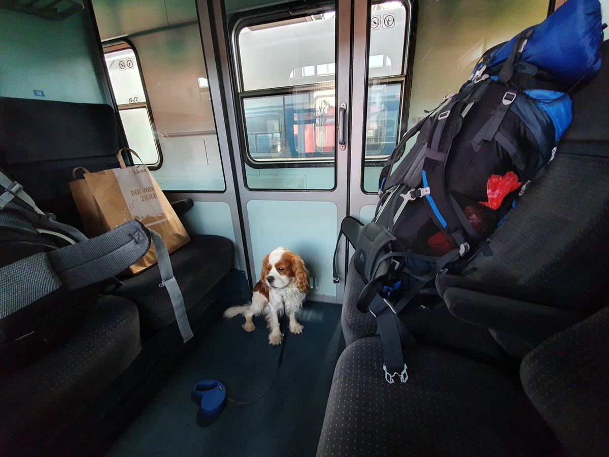 RJonTourUK's tweet image. Travelling with a dog can be fantastic fun, however there are some inconveniences on the way depending on your journey.
rjontour.com/travelling-wit… #DogsofTwittter #dogsarefamily #creativebizhour