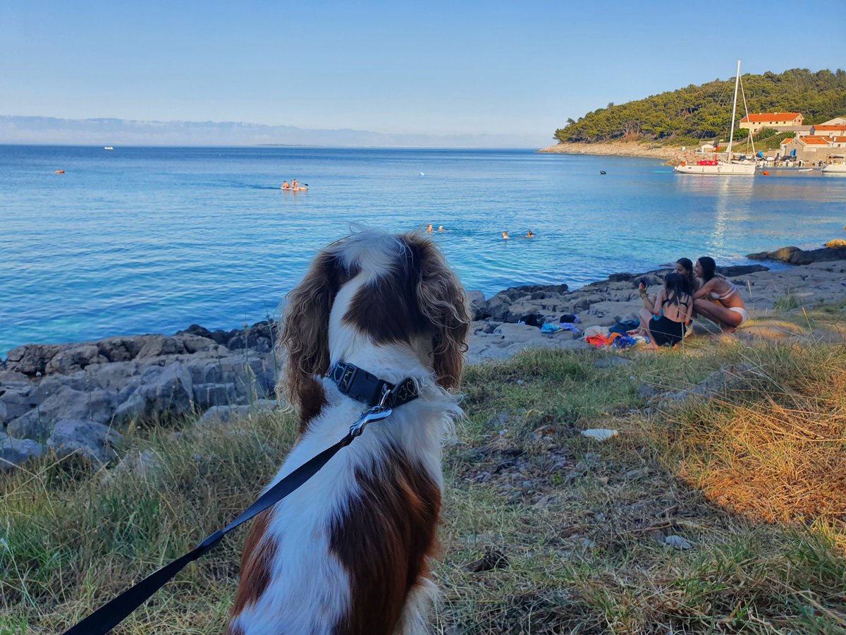 RJonTourUK's tweet image. Travelling with a dog can be fantastic fun, however there are some inconveniences on the way depending on your journey.
rjontour.com/travelling-wit… #DogsofTwittter #dogsarefamily #creativebizhour