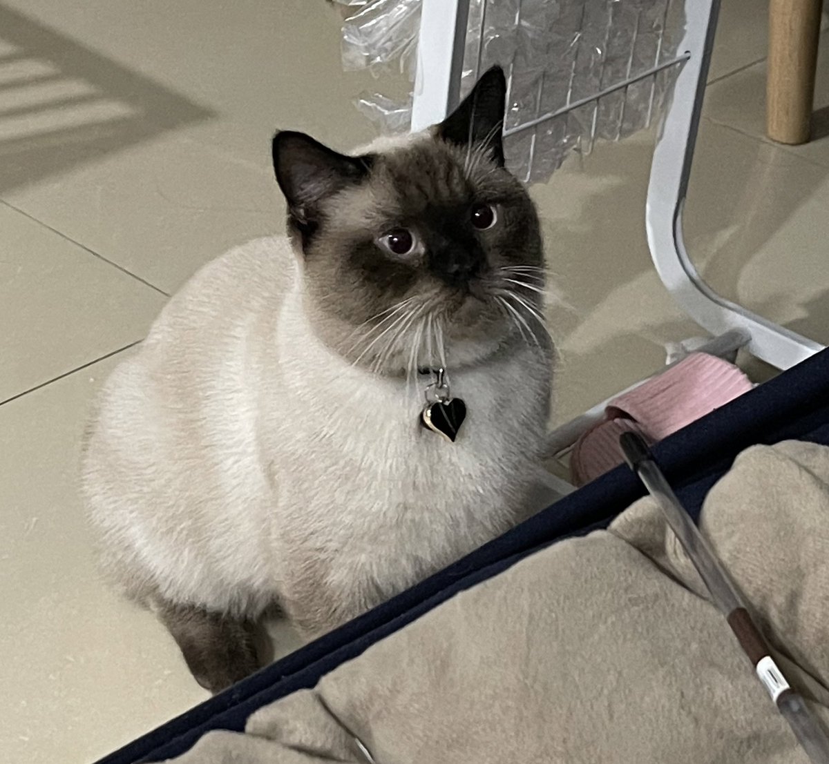 jf_foon's tweet image. คาบไม้มาชวนให้เล่นด้วย เหงาเบ๋อ