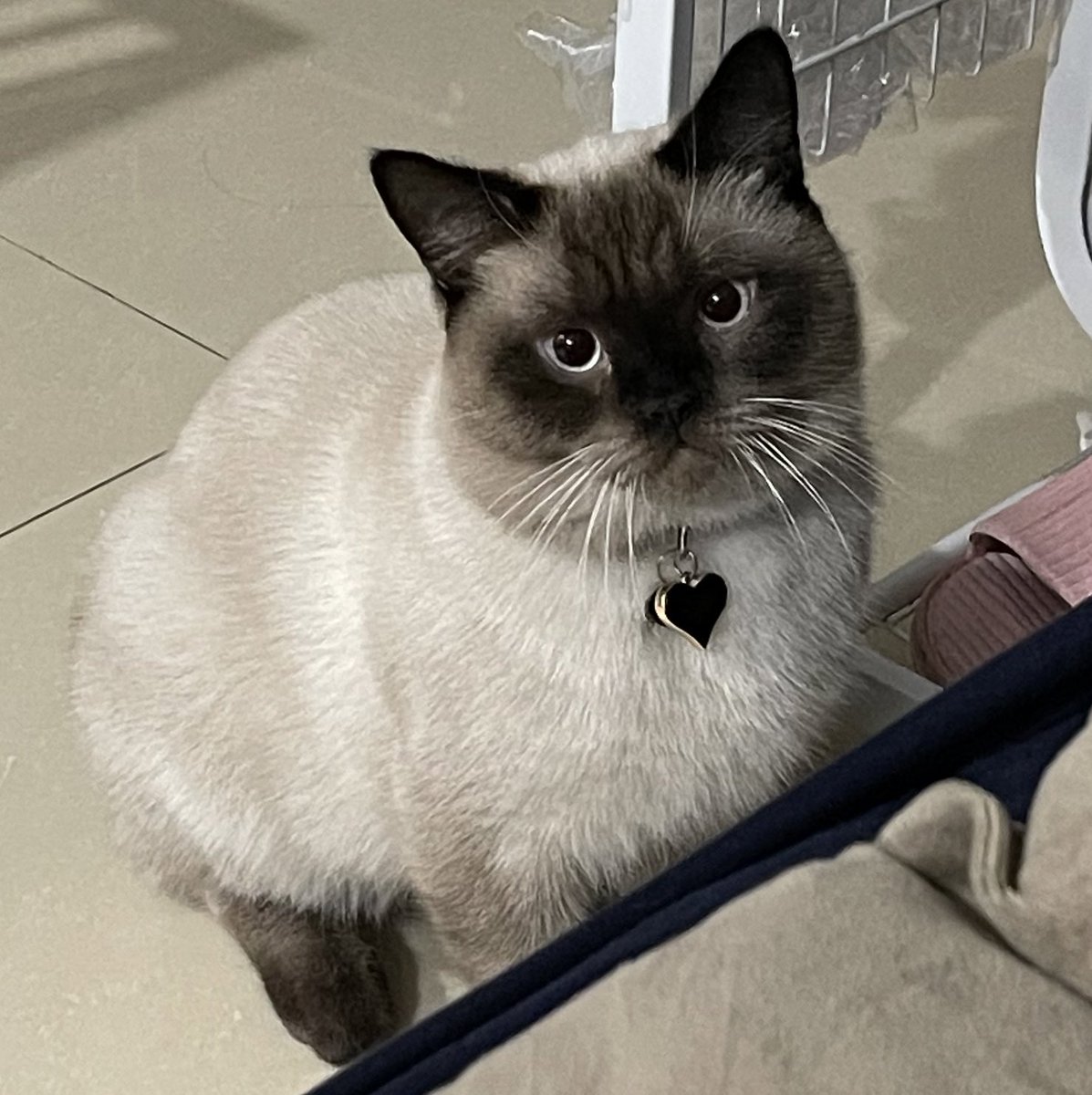 jf_foon's tweet image. คาบไม้มาชวนให้เล่นด้วย เหงาเบ๋อ