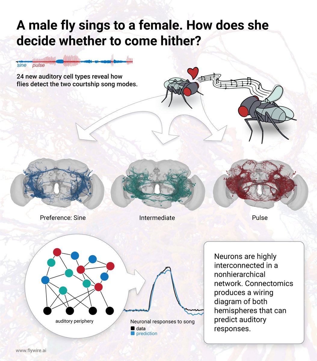 Take a look at the first auditory connectome! New paper utilizing FlyWire from <a href="/Christa_A_Baker/">Christa Baker</a> et al in <a href="/CurrentBiology/">Current Biology</a>: cell.com/current-biolog…  Shoutout to @Drexel_Pretzel who created the drosophila serenade illustration in our graphical abstract. <a href="/MurthyLab/">Murthy Lab</a>