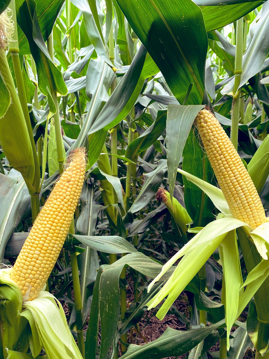 BonaHoun640's tweet image. Seulement 4 tours d’eau 💧 avec une canicule sévère 🥵, #P0710 @PioneerSeeds nouvel hybride #AquaMax 🌽 présente plutôt bien 18-22 rangs / 32-34 gr. Ça fait de l’ombre et ça garde l’humidité !! #ACS 🌱= solution d’avenir 😉