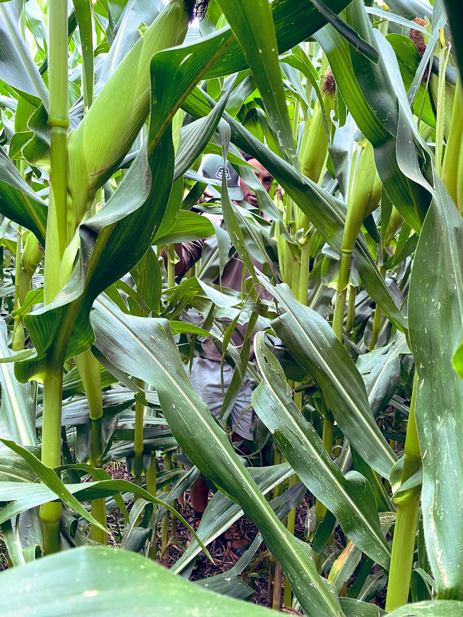 BonaHoun640's tweet image. Seulement 4 tours d’eau 💧 avec une canicule sévère 🥵, #P0710 @PioneerSeeds nouvel hybride #AquaMax 🌽 présente plutôt bien 18-22 rangs / 32-34 gr. Ça fait de l’ombre et ça garde l’humidité !! #ACS 🌱= solution d’avenir 😉
