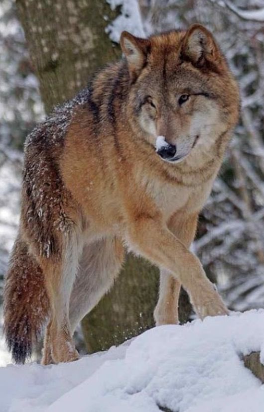 GuaciraRibeiro's tweet image. STOP DISTURBING THE BALANCE #StopKillingPredators  #EndWarOnWildlife #RelistWolves #RelistWolvesNow @USFWS @POTUS @Interior Please Re-List them NOW