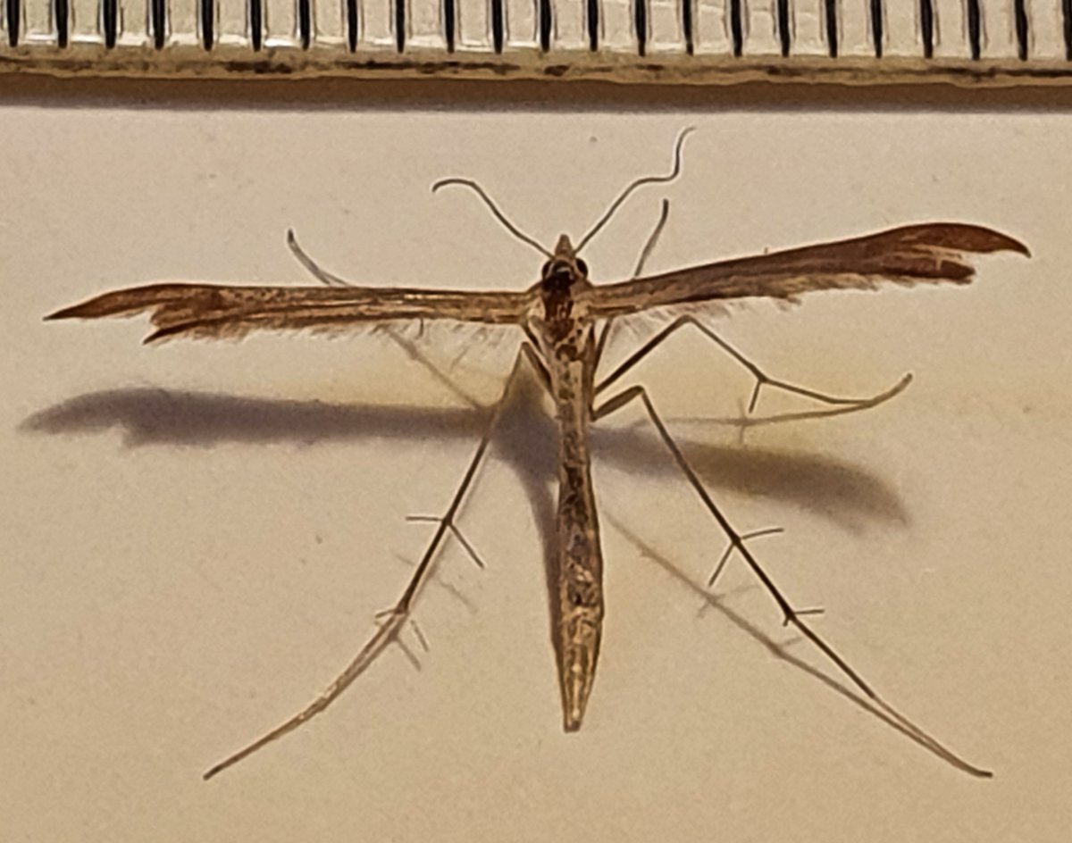 and lastly 2 rather tired plumes.  Left hand one wing length 11mm. <a href="/MOTHIDUK/">UK Moth Identification</a> <a href="/dgcountryside/">dave grundy🇪🇺😷</a>.  thanks for your help.