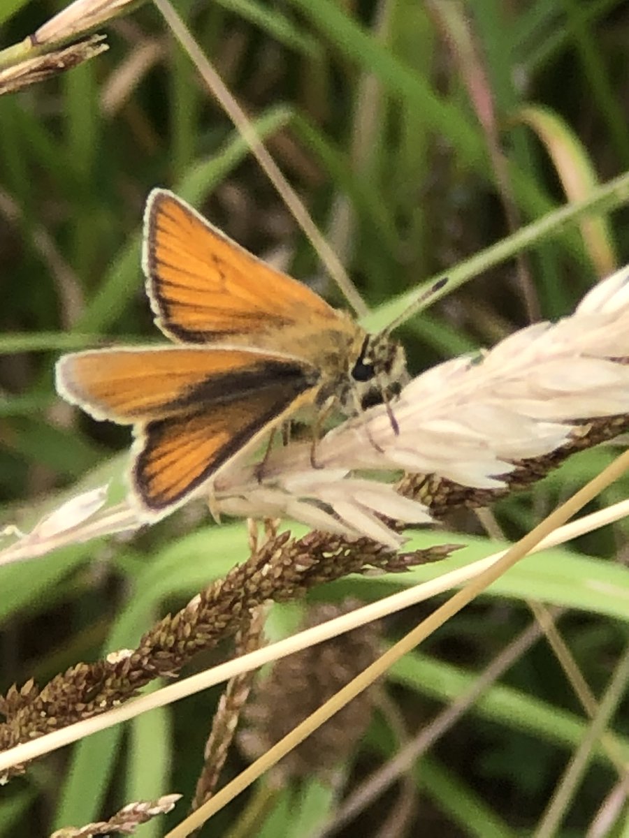 Another Essex Skipper at work at lunchtime @BC_Wiltshire