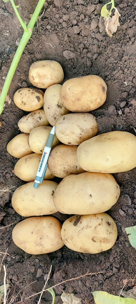 Jelly looking fantastic,  hopefully through worst of the heat for a while