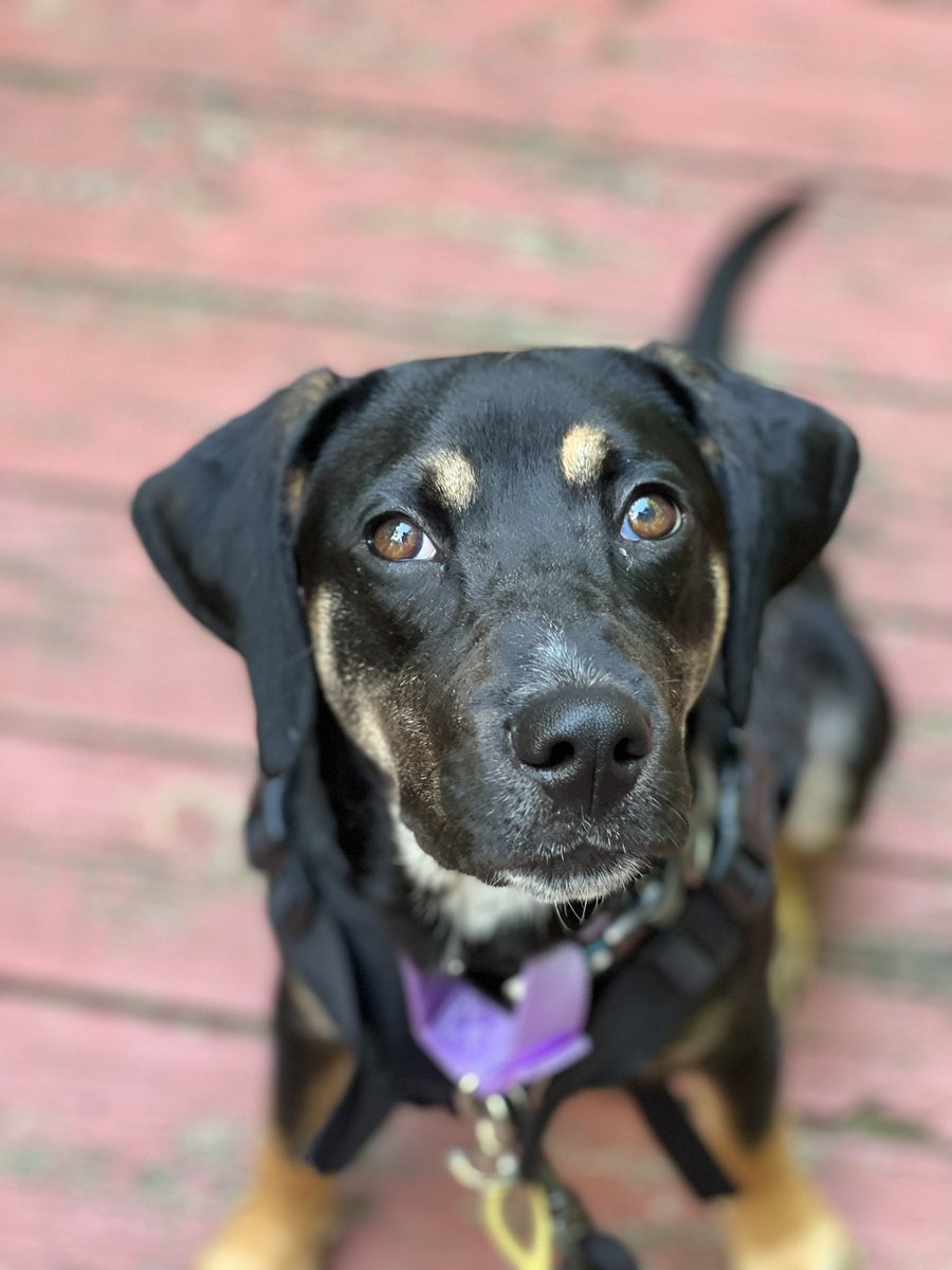 mer_pizza's tweet photo. Blue will be at @HomewardTrails Adoption center in Fairfax Station this Sunday from 10-4. Come meet her. She is SO SWEET. https://t.co/BCMpRb4BZZ