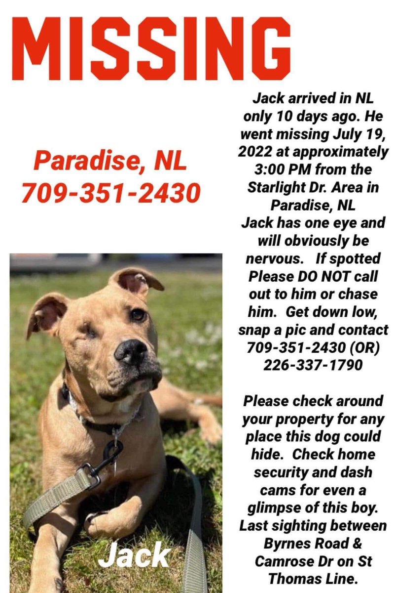 GreyhoundPetsNL's tweet photo. Keep an eye our for Jack please! He is new to NL and missing from the Paradise area! 

#nltraffic #nlwx #yyt https://t.co/wuAkjADhZk