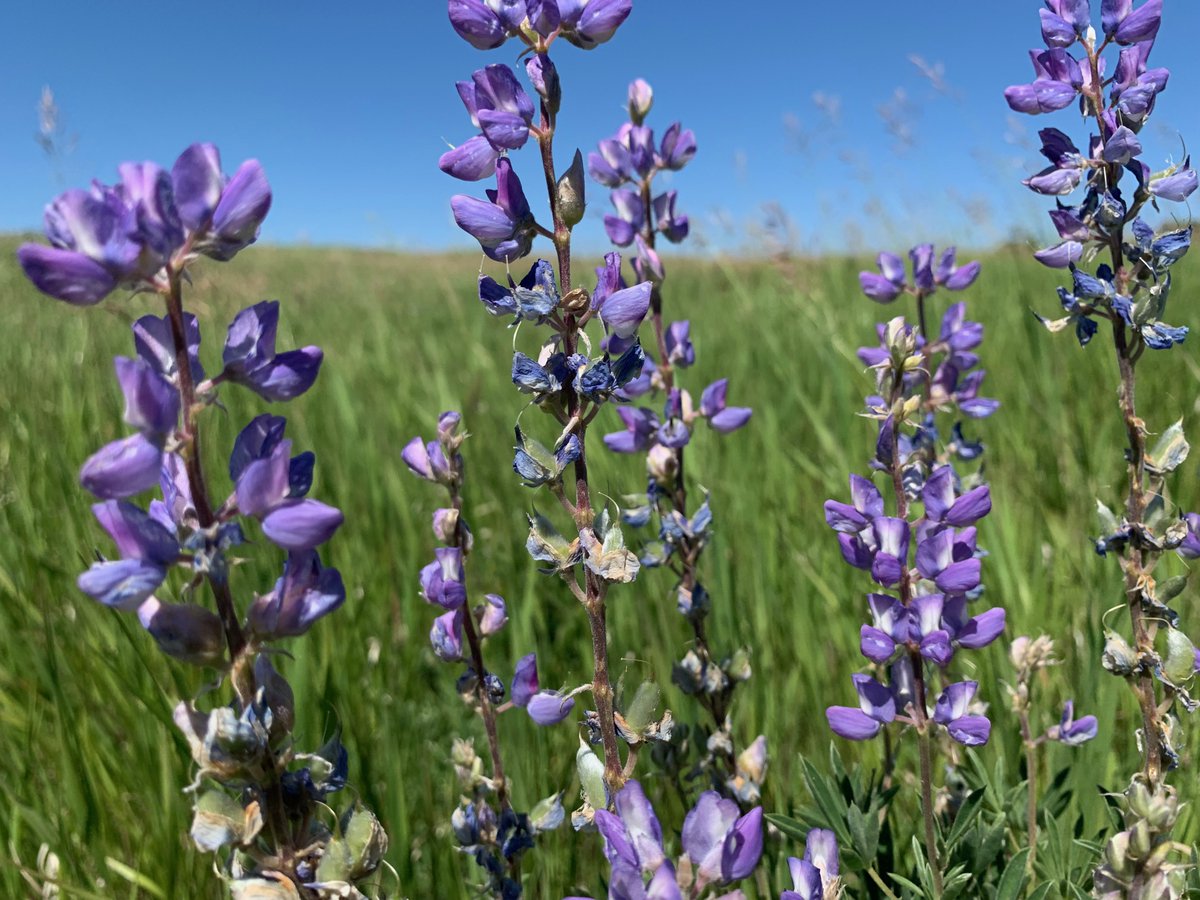 Wildflower season is peaking in SW Alberta's foothills AND we have a new path on the Leighton property, to aid in your explorations!

#yycarts #abarts #yyc #loveyyc #captureyyc #explorefoothills #explorealberta #nature #wildflowers